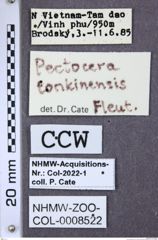 Etiketten zu Pectocera tonkinensis (NHMW-ZOO-COL-0008522)